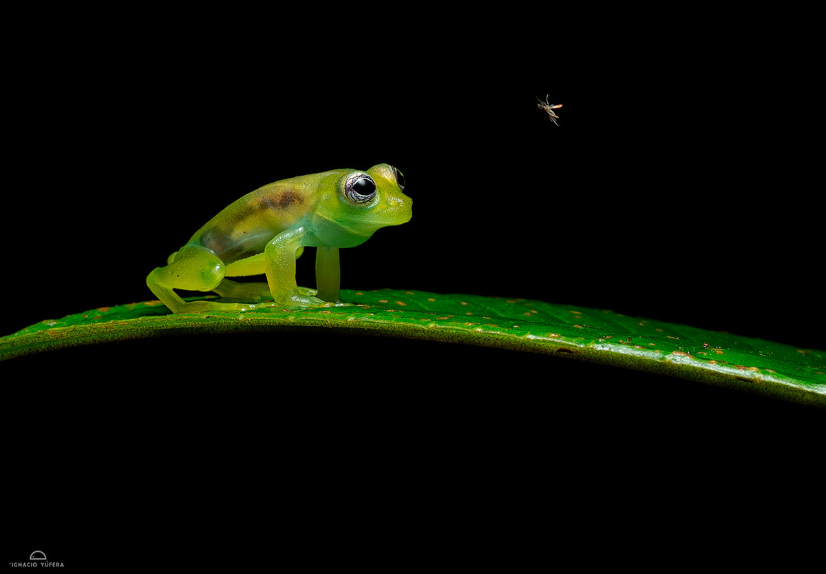 Tamandúa